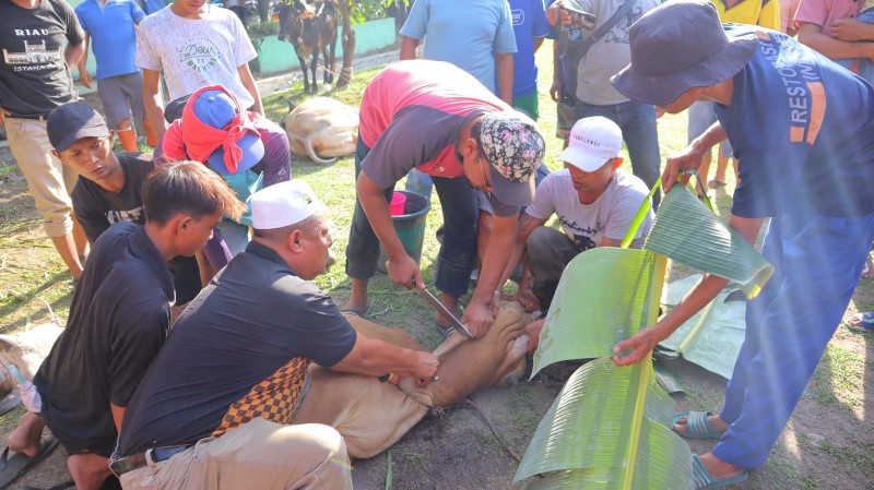 Kecamatan Medan Barat Sembelih 7 Sapi dan 6 Kambing Kurban di Lapangan Pertiwi, Jumat (30/6) Pagi