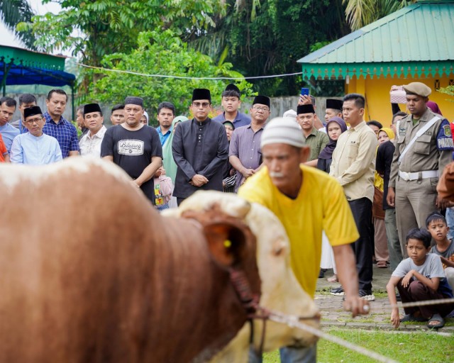 Wali Kota Medan, Rico Tri Putra Bayu Waas Menyaksikan Penyembelihan Sapi Kurban Presiden Prabowo Subianto di Halaman Belakang Masjid Raya Al Osmani, Kecamatan Medan Labuhan, Sabtu (7/6/2025)